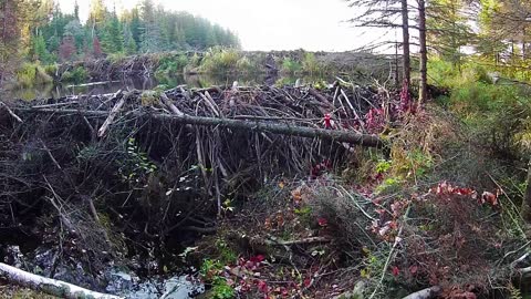 Wild Animals Spotted Wandering Around Rebuilt Beaver Dam in U.S. State