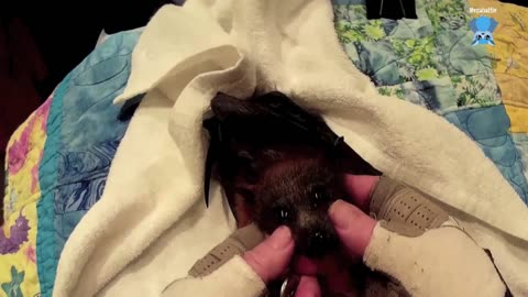 Juvenile flying-fox has an xray Asher goes to Adrian..mp4