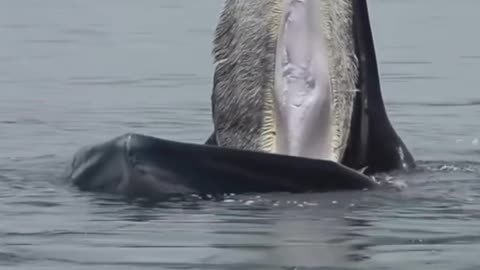 OMG ! Small fish are jumping in Whale Mouth