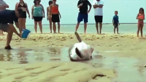 People rescuing a Great White Shark.