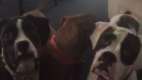 Puppies react to annoying sound