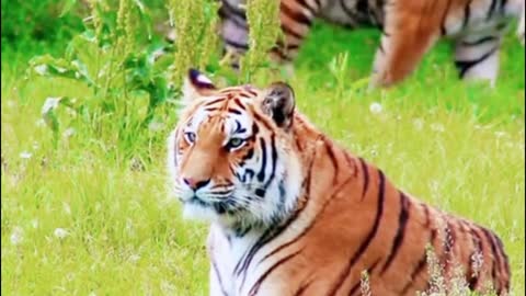 The way the tiger rests on the ground, the only time you can look at it quietly