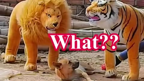 Funny & Fake Lion and Tiger Prank for Dogs, together with a Huge Box Prank for Dogs: Troll Prank Dog