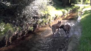 Hot summer day- dogs have fun in the water