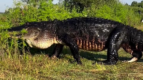 Alligator crossing the road in Florida