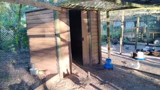 Make a chicken coop out of scraps, pallets and recycled materials