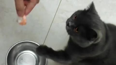 Please put it in the bowl, what a smart kitty