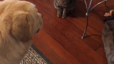 Dog Waits for Kitty to Eat First