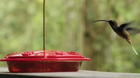 humming bird eating