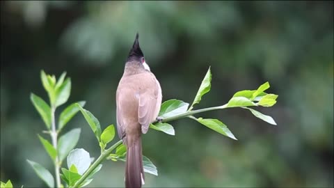 Interesting Moments of Birds