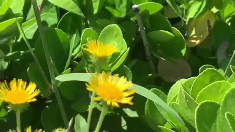 Yellow flowers are beautiful