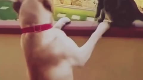 crezy cat and dog funny video @g7with