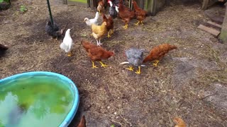 Chicken Drum Line at Feedin Time