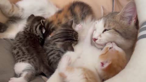 Hungry Baby Kittens Meet Mommy Cat at Home