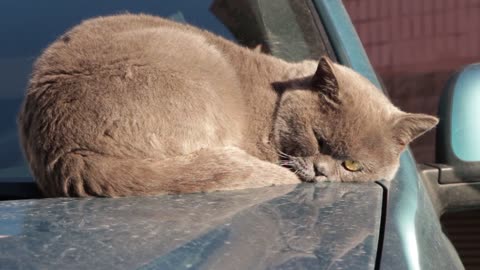 Cat Animals Sun Heat Lazy Cat Cat Resting