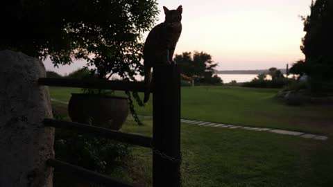 Wide shot silhouette of cat sitting on wooden fence at background of summer sky at sunset