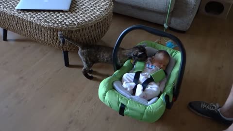 Cats Meeting Babies for the FIRST Time NEW Compilation