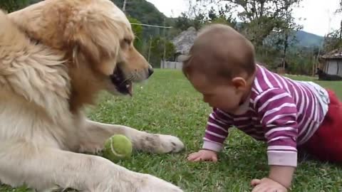 A golden retriever a baby and a tennis ball..