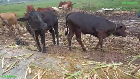 0funny6 Cow Cute, Cow Funny Videos