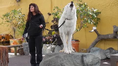 San Diego Zoo - White Arctic Wolf Howling