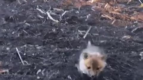 Fox pup gets scared____