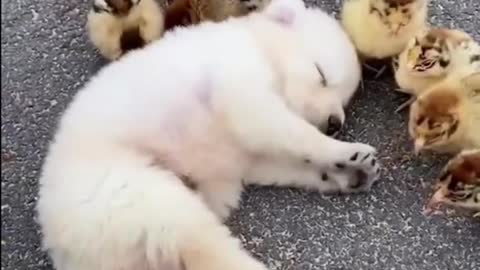 Cute Puppy Loves Chicks As Sibling