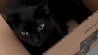 Adopting a Cat from a Shelter Vlog - Cute Precious Piper Is A Box of Sweetness #shorts