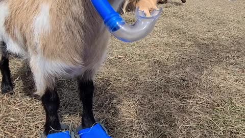 Walleye the Goat Waiting for the Pool to Open