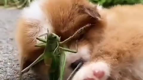 Puppy Playing With The Grasshopper