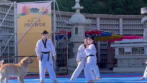 Golden Retriever Wants to Be a Part of Taekwondo Demonstration