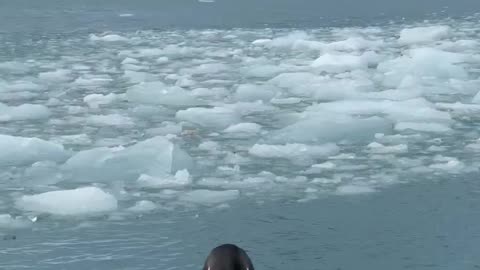 Penguin 🐧🐧 video