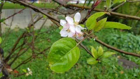 Spring rain.