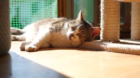 Cat sunBath