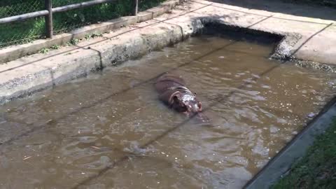 A hippo emerges from the water and yawns.