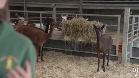 Our alpacas have been sheared -