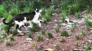 #cat vs snake