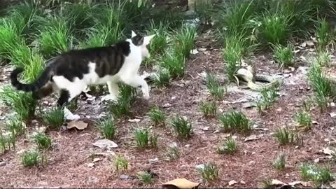 #cat vs snake