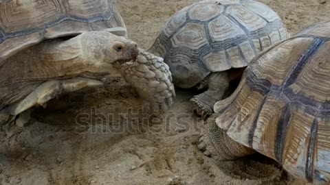 Tortoises at play