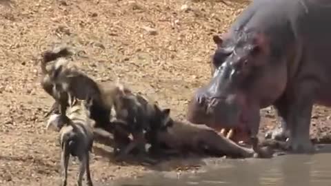 A hippo🦛 rescues an antelope eaten by wild dogs🐶