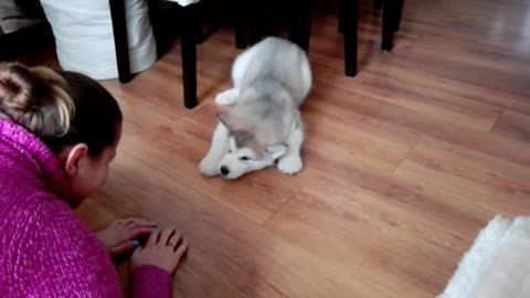 Alaskan malamute puppy talk🐯