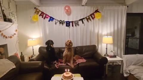 A Doggone Happy Birthday Celebration