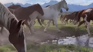 Got Horses!