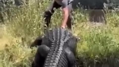 Alligator attacks a man