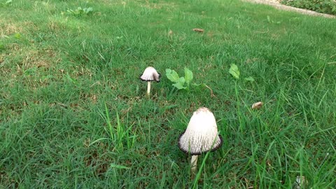 Mushrooms 🍄 What type are these?