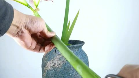 Learn flower arrangement