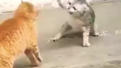 Funny Cat fight