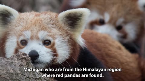 The John Ball Zoo in Grand Rapids is releasing the names of its two new red panda cubs.