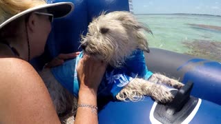 The Lovable Cairn Terrier Mix/ A Salty Dog of the Florida Keys