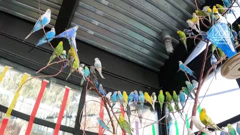 Welcome, new budgies