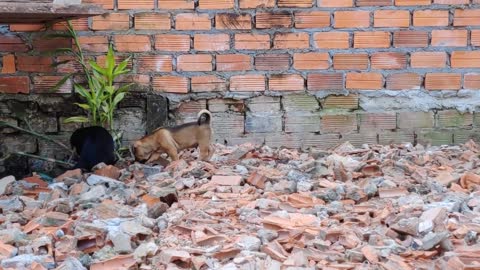 Puppy eating and play